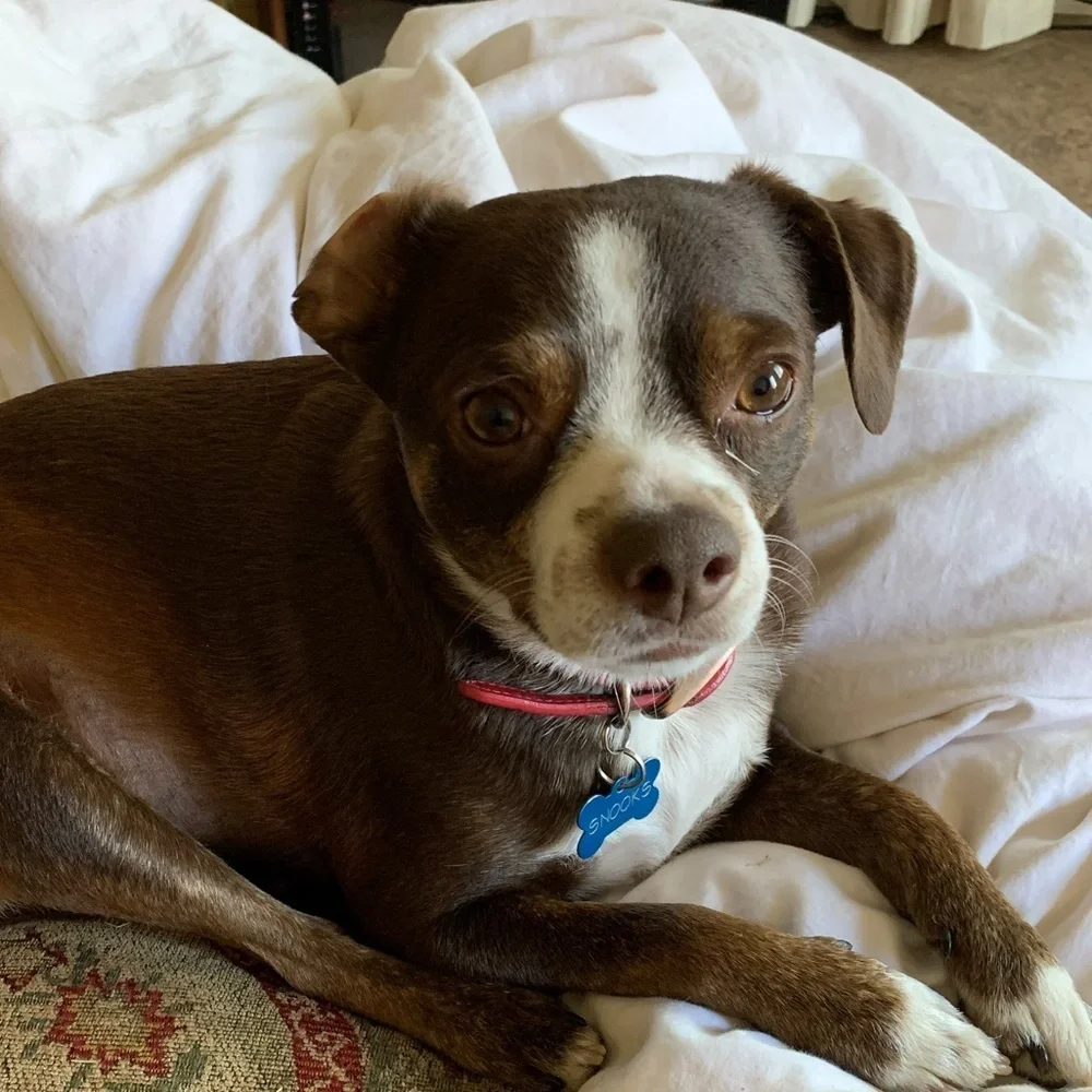 My fur babies and others. Lol. - Picture 8 of 15